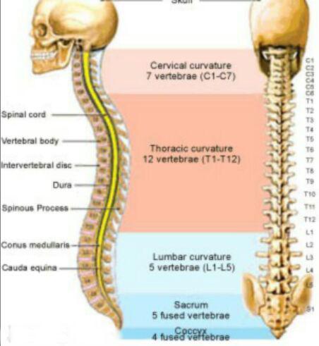 درمان درد ستون فقرات